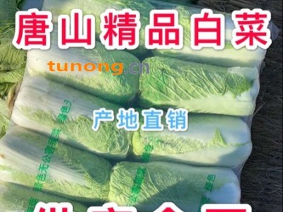 唐山玉田黄心白菜，北京三号白菜，精品甘蓝。芥菜大量图1