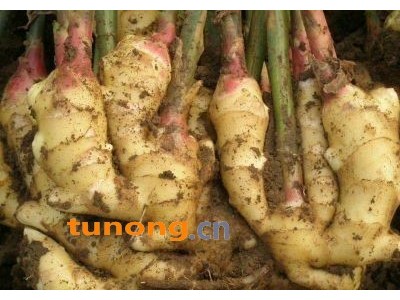 山东日照生姜鲜姜窖姜姜母姜种批发图1