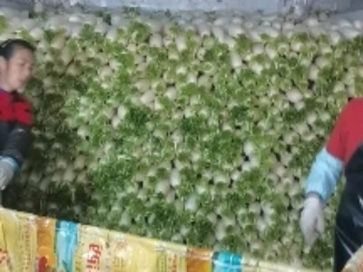 韩国萝卜基地直供量大从优、重庆四川潼南眉山中江基地图1