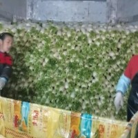 韩国萝卜基地直供量大从优、重庆四川潼南眉山中江基地