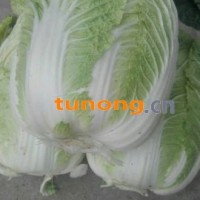 襄阳农产品大白菜，萝卜，<span class=