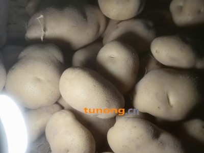 生态土豆不离口，健康生活天天有图1