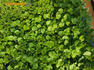 供应黄瓜种苗图1