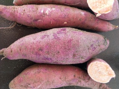 邹城红薯西瓜红，全国接单，视频看货，产地直销图1