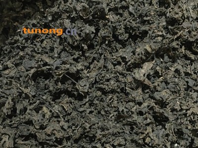 宁夏中卫市海原县李旺镇，纯天然野生免洗地皮菜图1