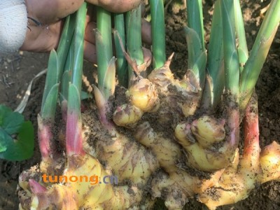 云南高原优质生鲜二黄姜图1