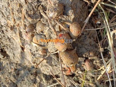 始兴马蹄 荸荠图1