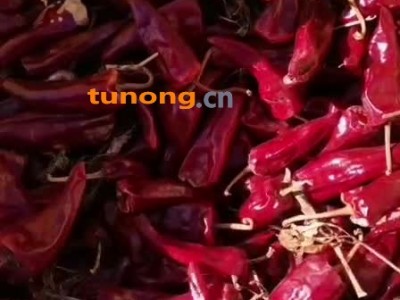 供应辣椒,山西省忻州市忻府区图1