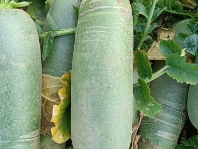 大量现货供应水果萝卜，全国整车发货图1