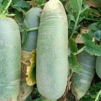 大量现货供应<span class=