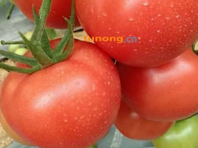 德州市禹城市西红柿种植基地西红柿通货1.5～2元图1