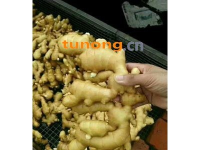 山东临沂生姜，窖姜，姜母批发图1