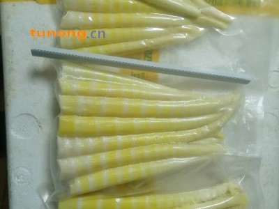 竹笋,小竹笋,方竹笋,火锅笋,清水笋图1