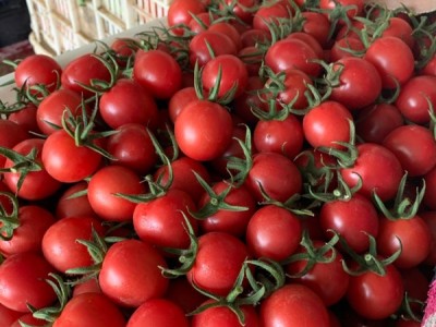 莘县千禧圣女果产地直销图1