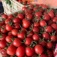 莘县千禧<span class=