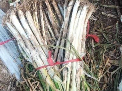 万荣县长白大葱自家种植，产地直销质量保障图1