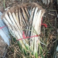 万荣县长白大葱自家种植，产地直销质量保障