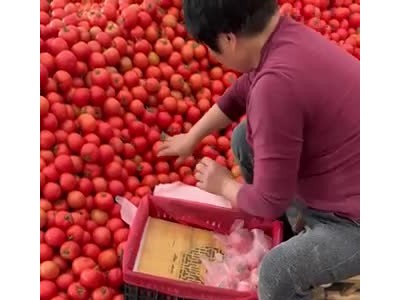 苍南大红西红柿上市欢迎电商档口超市咨询了解图1