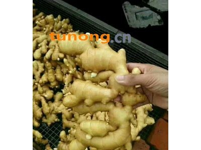 山东日照大姜产区鲜姜窖姜姜母姜种姜巴出售图1