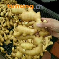 山东日照大姜产区鲜姜窖姜姜母姜种姜巴出售