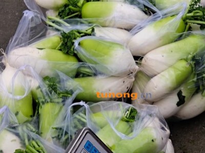 青头萝卜四川省绵阳市安州区河清镇图1