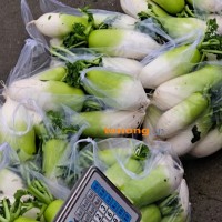 青头萝卜四川省绵阳市安州区河清镇