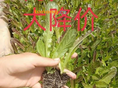 莴笋苗，紫叶尖叶莴笋苗，冬季品种，产量高，图1