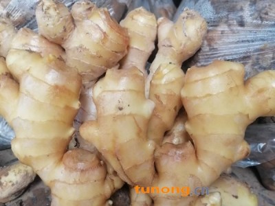 山东生姜产地山东小黄姜批发山农一号姜种图1