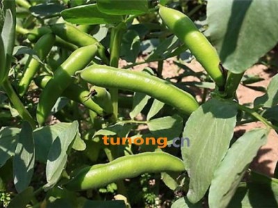 大白皮蚕豆、红菜苔、豆苗、黄心芹菜。图1