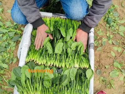 ❤闻名全球高青沙土地无公害甜味小叶菠菜十万亩产区❤图1