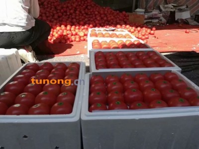 米易县西红柿代办微信同步18089587957图1