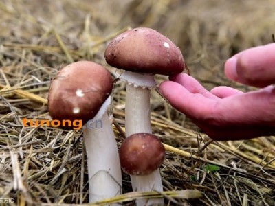 大球盖菇二级菇图1