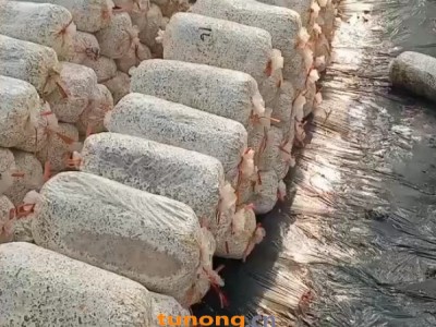 大量现货出售平菇出菇菌棒图1