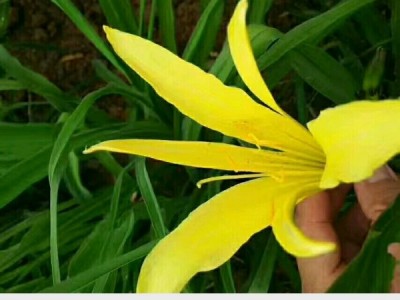 黄花菜种苗＜大同七蕊黄花菜＞图1