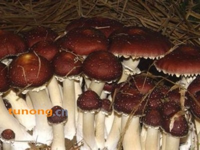 大球盖菇一级菇图1