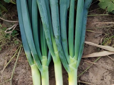 山东平度铁杆大葱图1