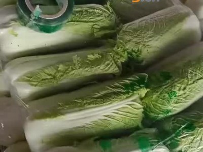 供应大量北京三号大白菜 山东泗水县图1