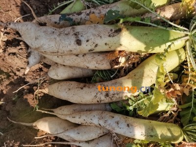 青头萝卜,口感清脆图1