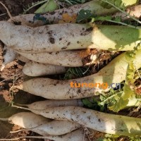 青头萝卜，口感清脆