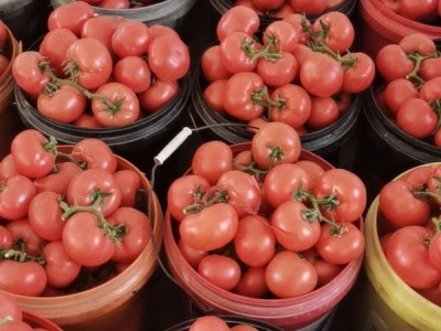 西红柿西葫芦图1