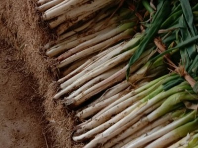 河南省社旗县大葱，白菜大量批发图1