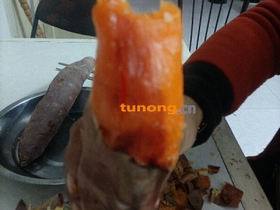 大荔沙地红薯，秦薯，西瓜红，济26图1