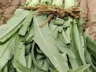 莴苣青皮青肉尖叶子，质量杠杠杠滴  大约都2斤以上图1