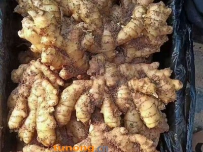 山东生姜芸豆种植基地姜种商品姜姜母姜把小黄姜图1