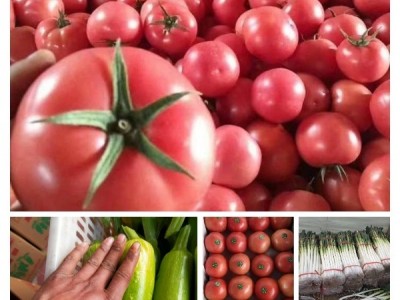 山东费县冠腾西红柿专业代收代发图1