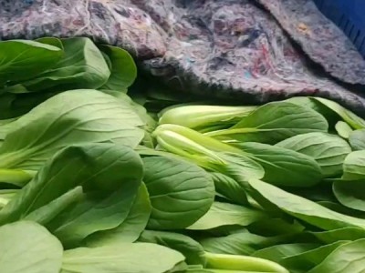 山东菏泽邵庄镇小油菜图1