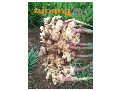 云南罗平小黄姜图1