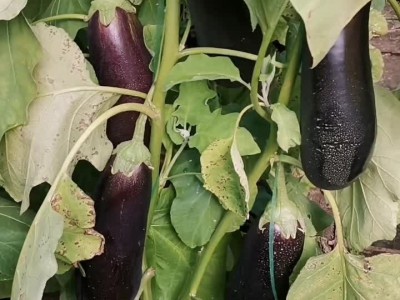 河南商丘夏邑县有大量茄子上市图1