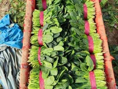 ❤️山东万亩25-35公分大菠菜❤️日供2-4万斤图1