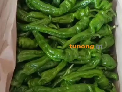 海南产地万亩露天种植螺丝椒纸箱包装图1